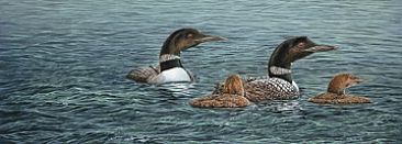 Loon Family - Common Loons by Curtis Atwater